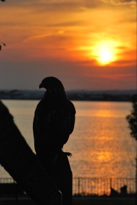 sunsethawk