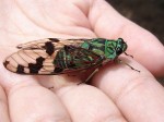 cicada-on-hand-esme-1